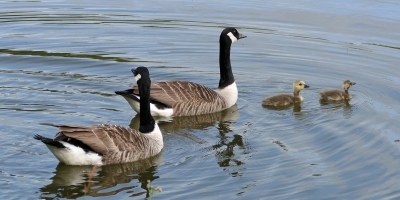 Geese & Goslings